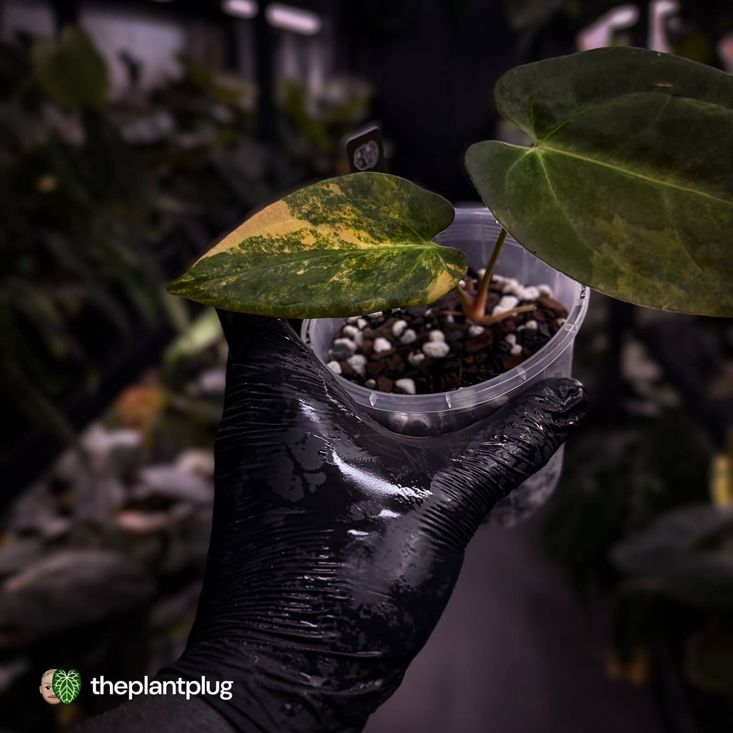 Anthurium papillilaminum x dressleri f2 • variegated