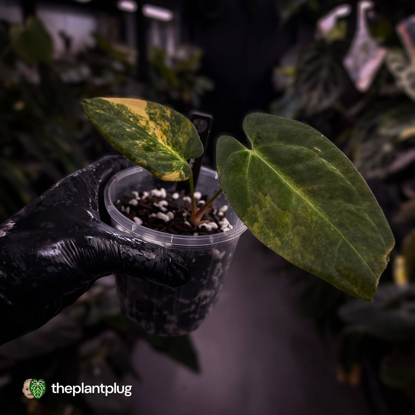Anthurium papillilaminum x dressleri f2 • variegated