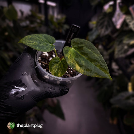 Anthurium papillilaminum x dressleri • variegated