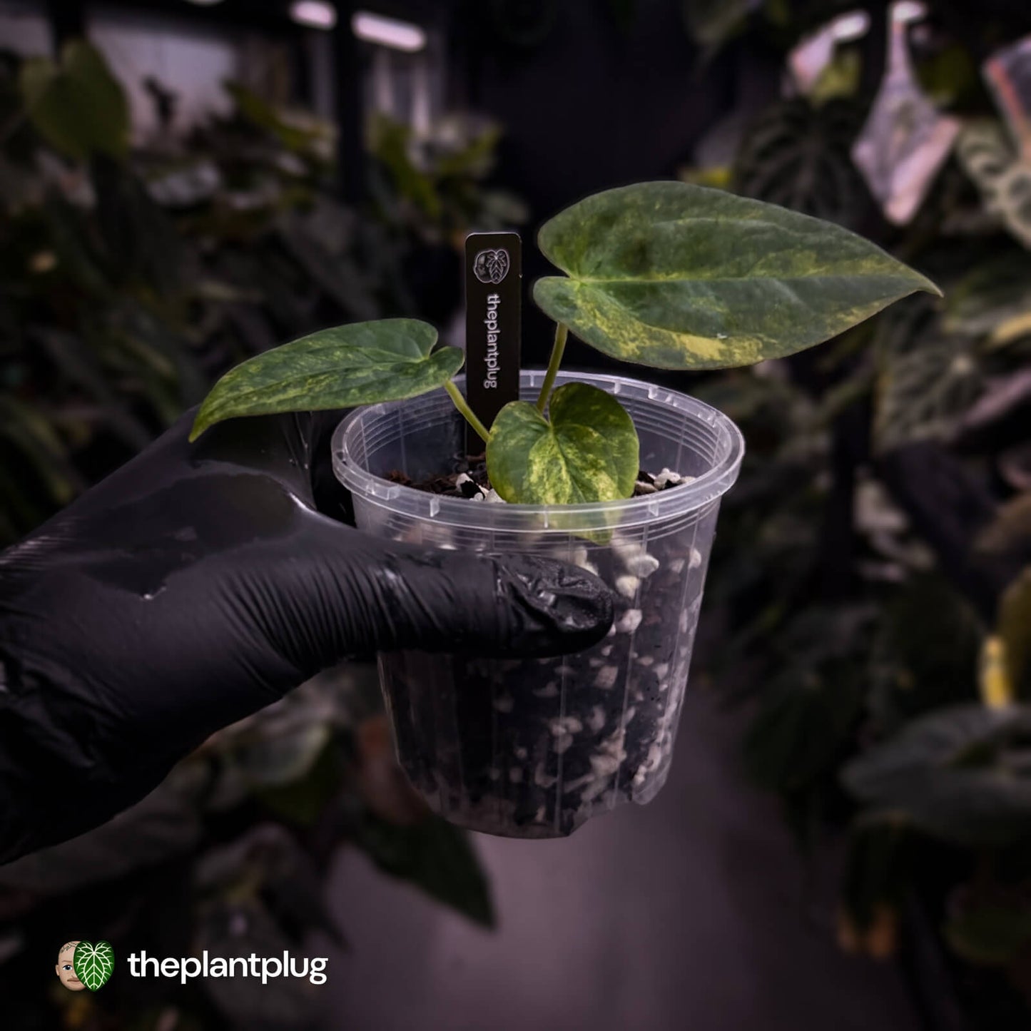 Anthurium papillilaminum x dressleri • variegated