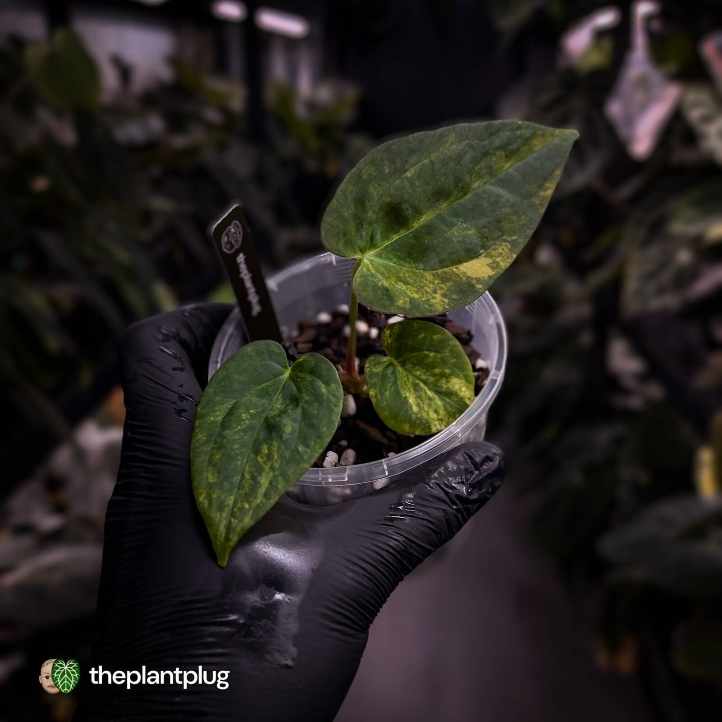 Anthurium papillilaminum x dressleri • variegated