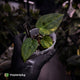Anthurium papillilaminum x dressleri • variegated