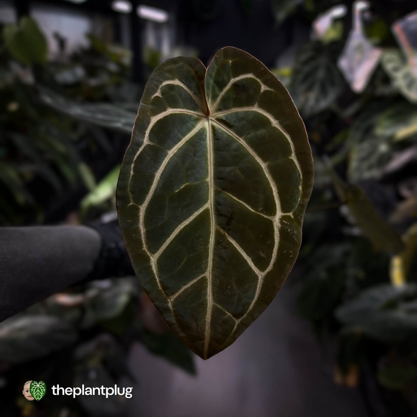 Anthurium ('Zara' x 'Michelle') x carlablackiae (ex. NSE)