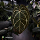 Anthurium ('Zara' x 'Michelle') x carlablackiae (ex. NSE)