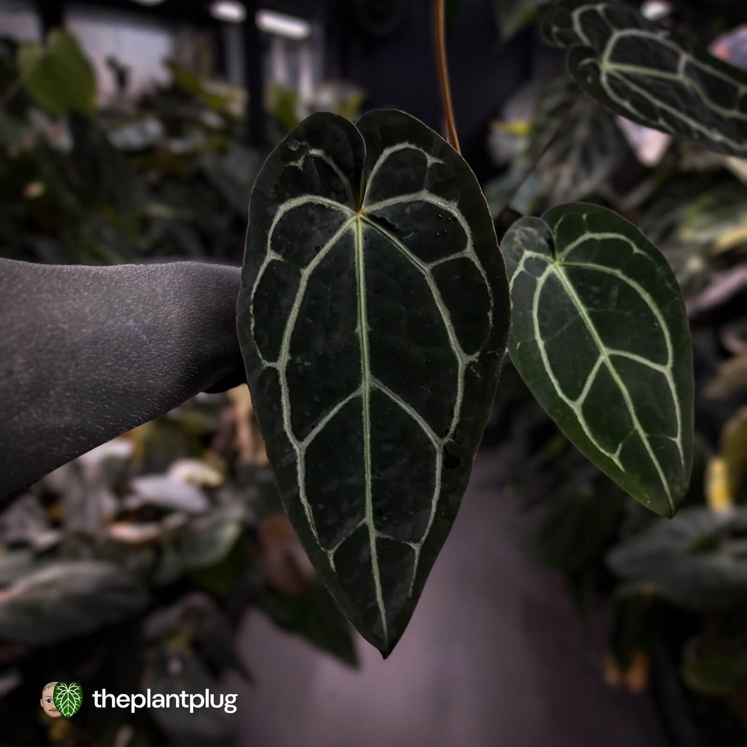 Anthurium ('Zara' x 'Michelle') x carlablackiae (ex. NSE)