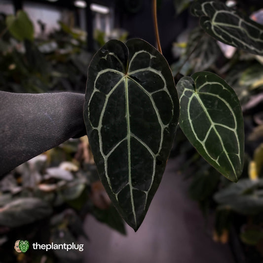 Anthurium ('Zara' x 'Michelle') x carlablackiae (ex. NSE)