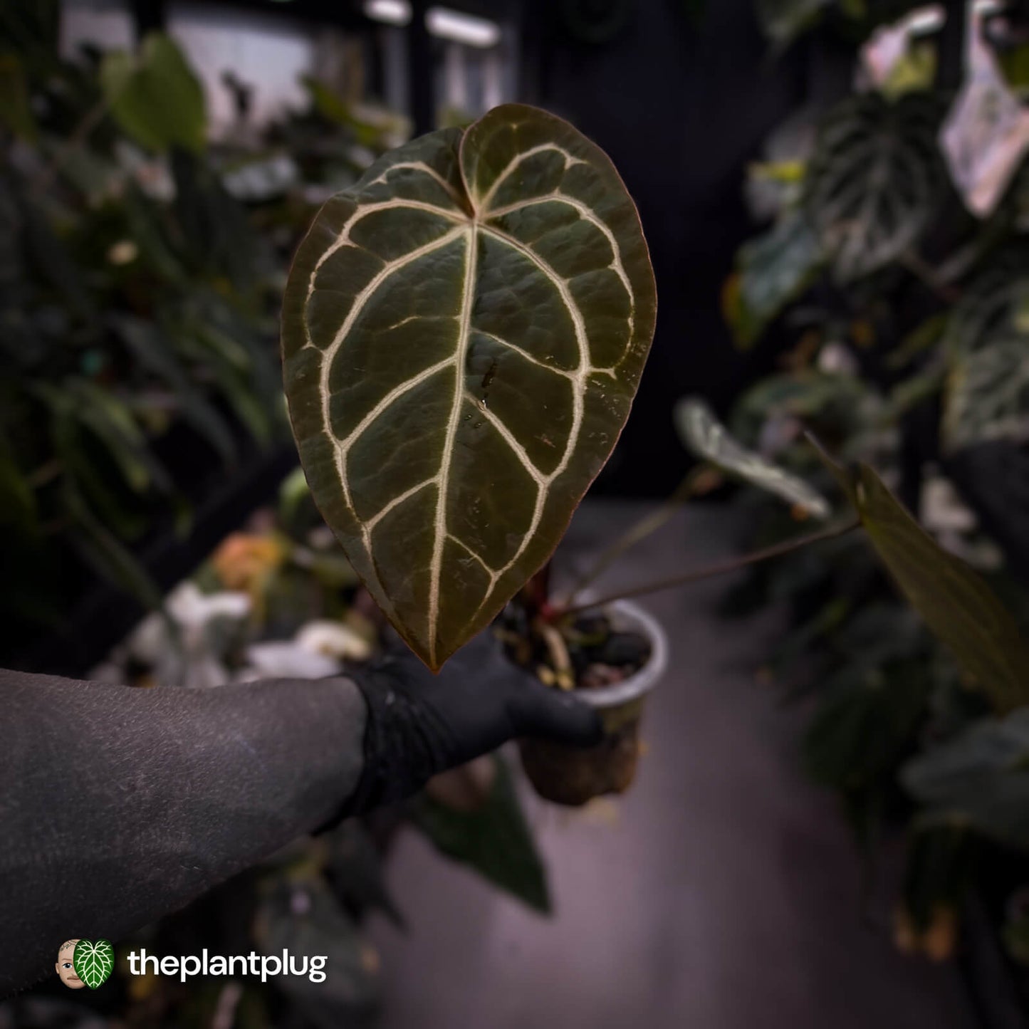 Anthurium ('Zara' x 'Michelle') x carlablackiae (ex. NSE)