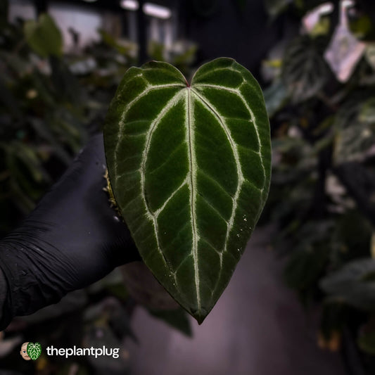 Anthurium 'Crystal Heart' • wide sinus