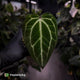 Anthurium 'Crystal Heart' • wide sinus