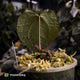 Anthurium 'Crystal Heart' • wide sinus