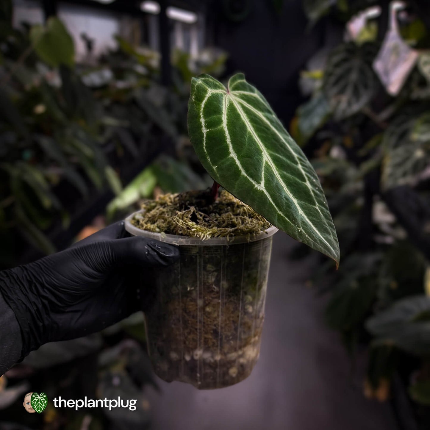 Anthurium 'Crystal Heart' • wide sinus