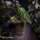 Anthurium 'Crystal Heart' • wide sinus