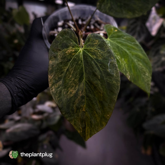 Anthurium (forgetii x pap) x (pap x dress) • variegated