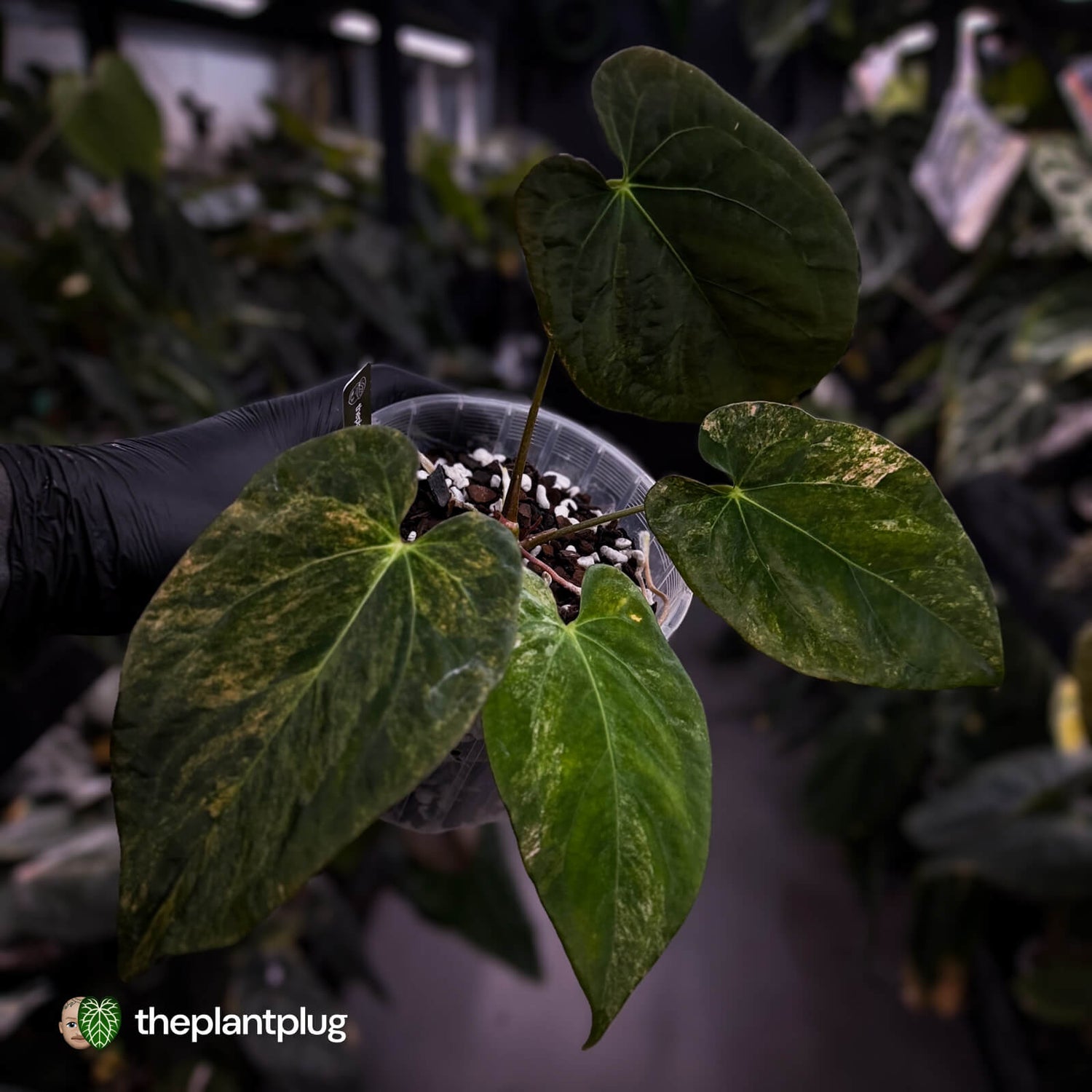Anthurium (forgetii x pap) x (pap x dress) • variegated