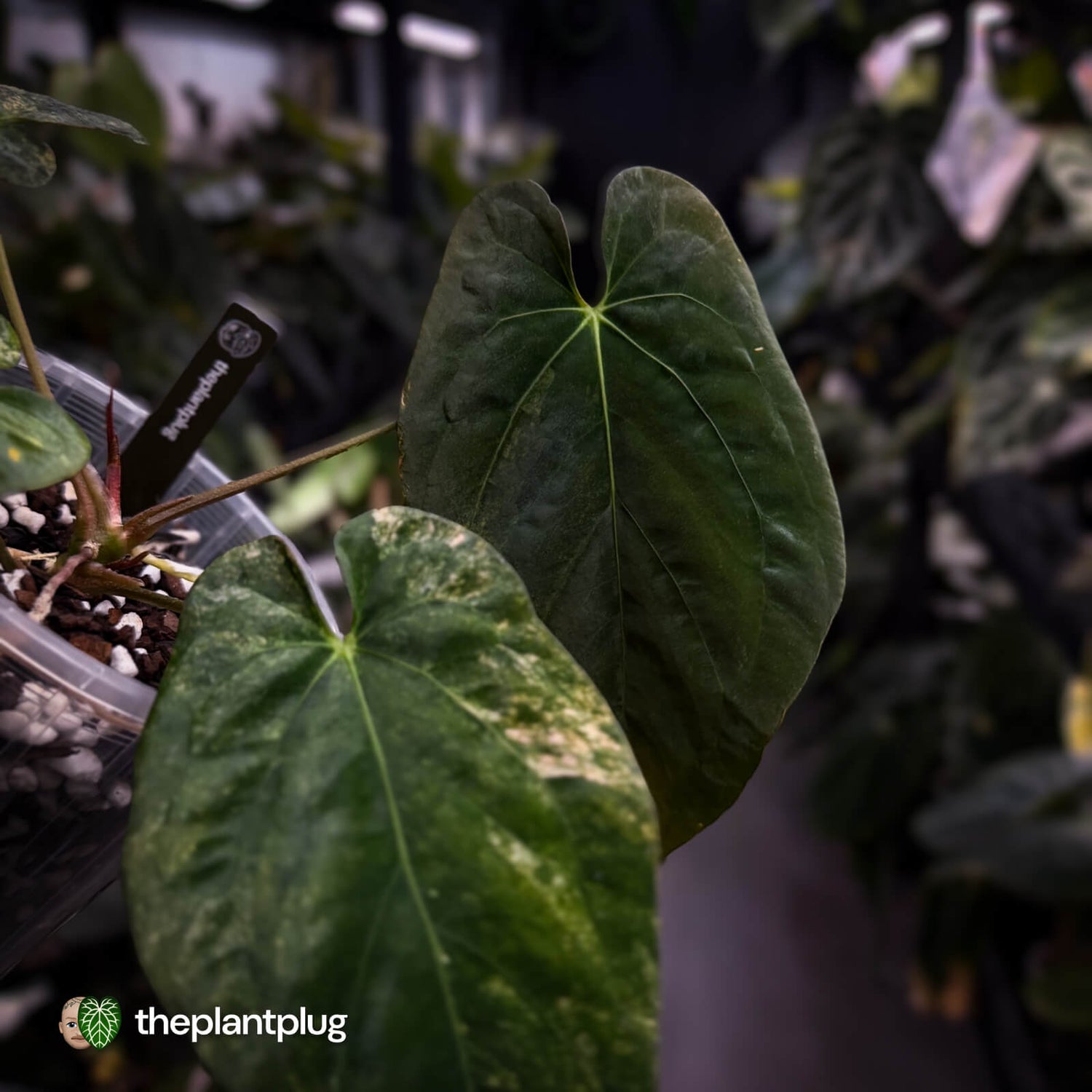 Anthurium (forgetii x pap) x (pap x dress) • variegated