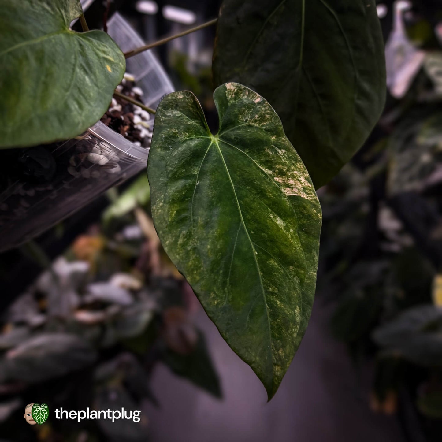 Anthurium (forgetii x pap) x (pap x dress) • variegated