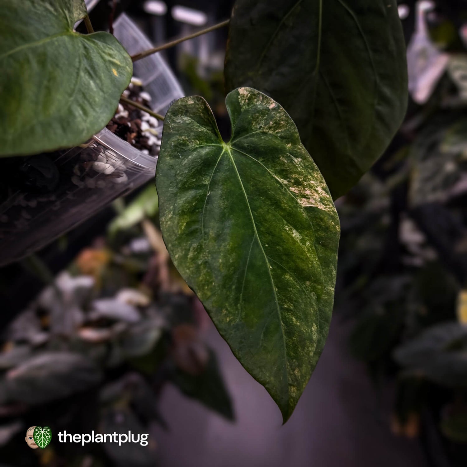 Anthurium (forgetii x pap) x (pap x dress) • variegated