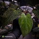 Anthurium (forgetii x pap) x (pap x dress) • variegated