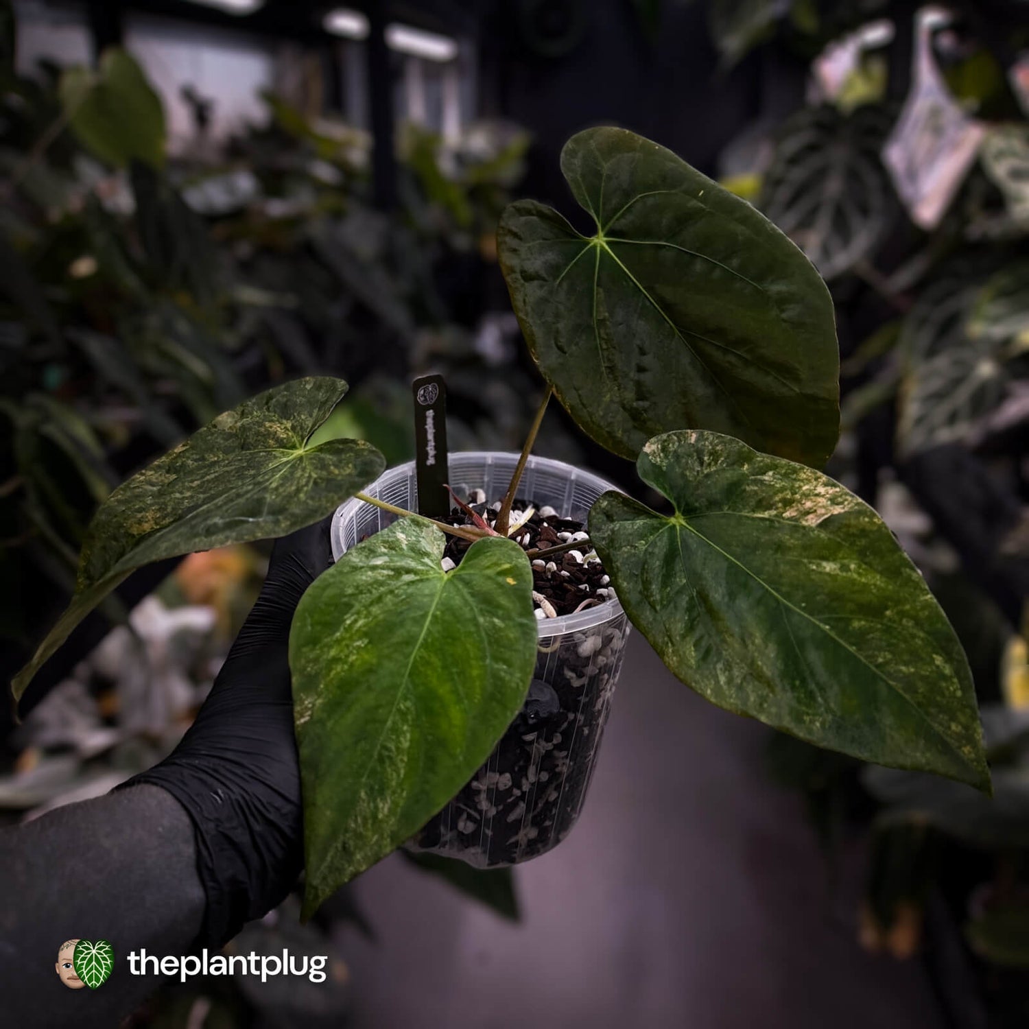 Anthurium (forgetii x pap) x (pap x dress) • variegated