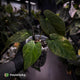 Anthurium (forgetii x pap) x (pap x dress) • variegated