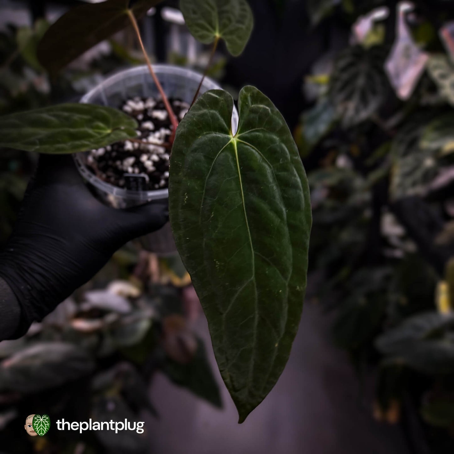 Anthurium papillilaminum x dressleri (ex. JS) • clone