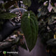 Anthurium papillilaminum x dressleri (ex. JS) • clone