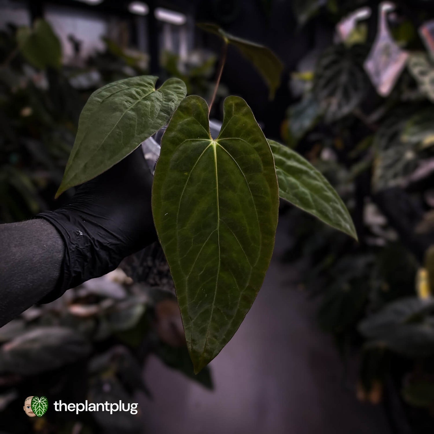 Anthurium papillilaminum x dressleri (ex. JS) • clone