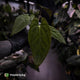 Anthurium papillilaminum x dressleri (ex. JS) • clone