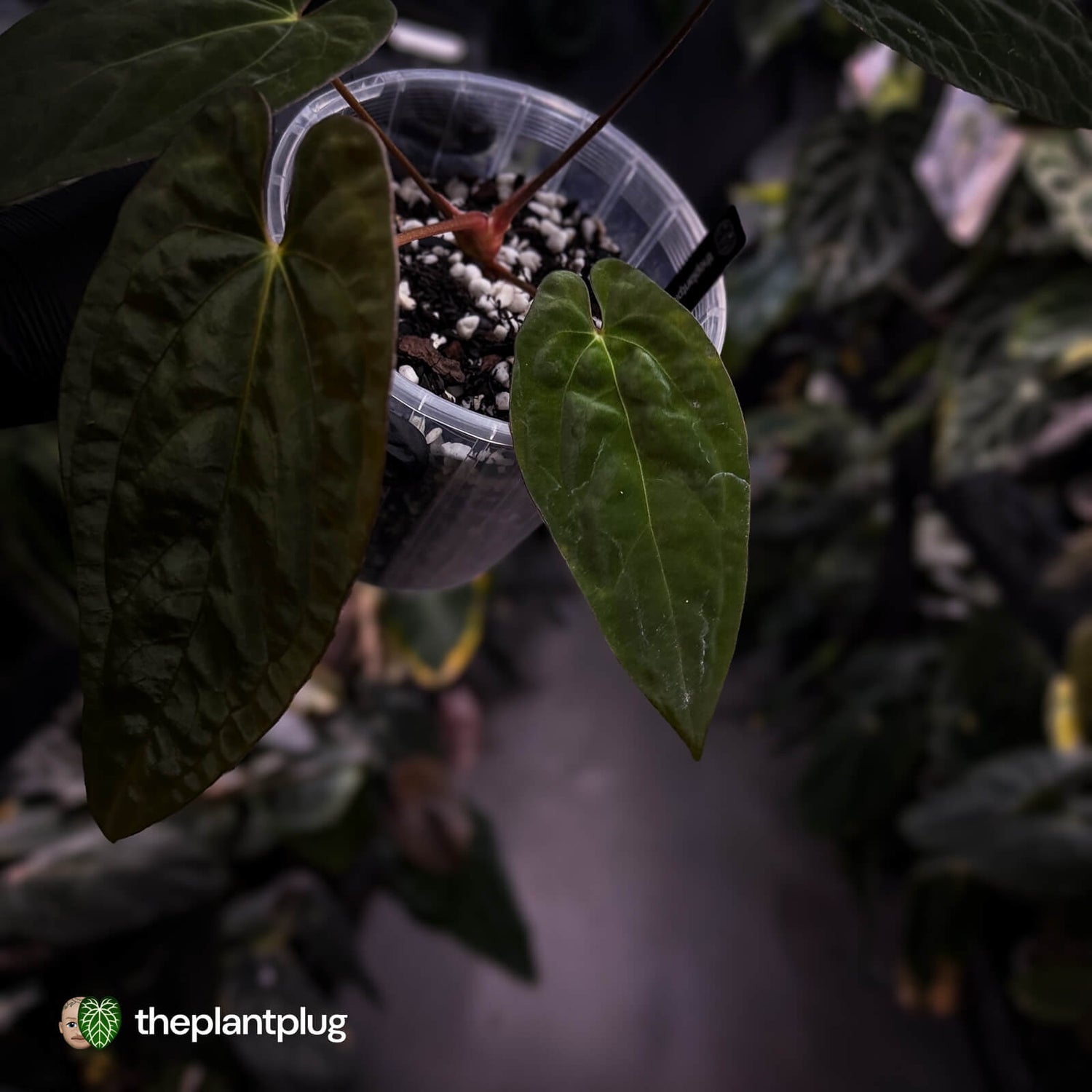 Anthurium papillilaminum x dressleri (ex. JS) • clone