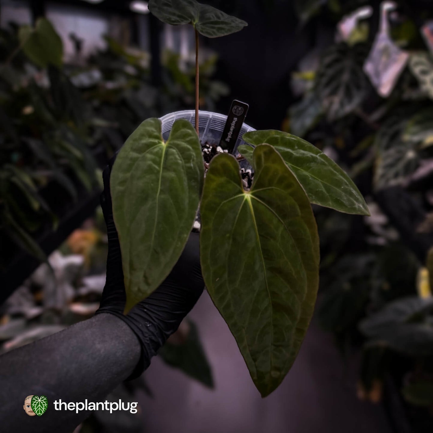 Anthurium papillilaminum x dressleri (ex. JS) • clone