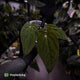 Anthurium papillilaminum x dressleri (ex. JS) • clone