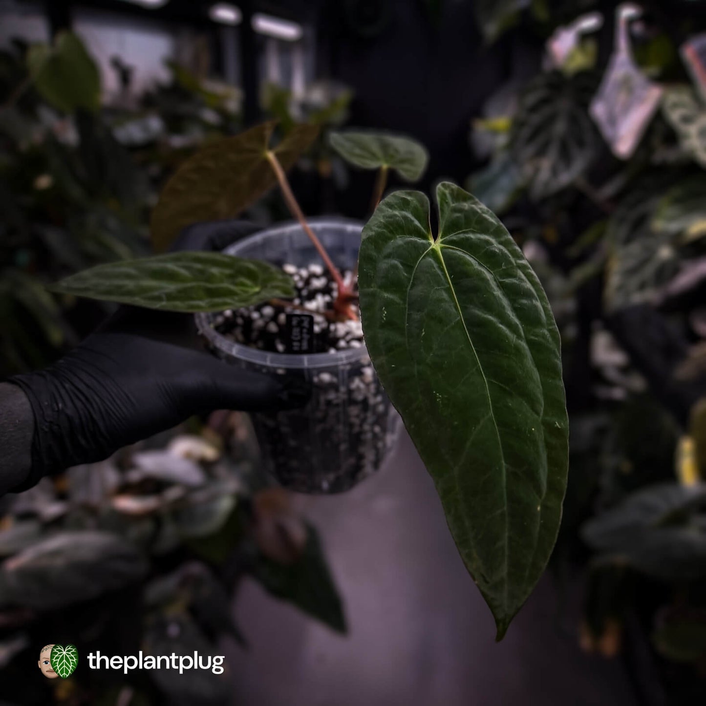 Anthurium papillilaminum x dressleri (ex. JS) • clone