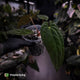 Anthurium papillilaminum x dressleri (ex. JS) • clone