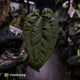 Anthurium 'Ace of Spades' x 'RVDP' • select