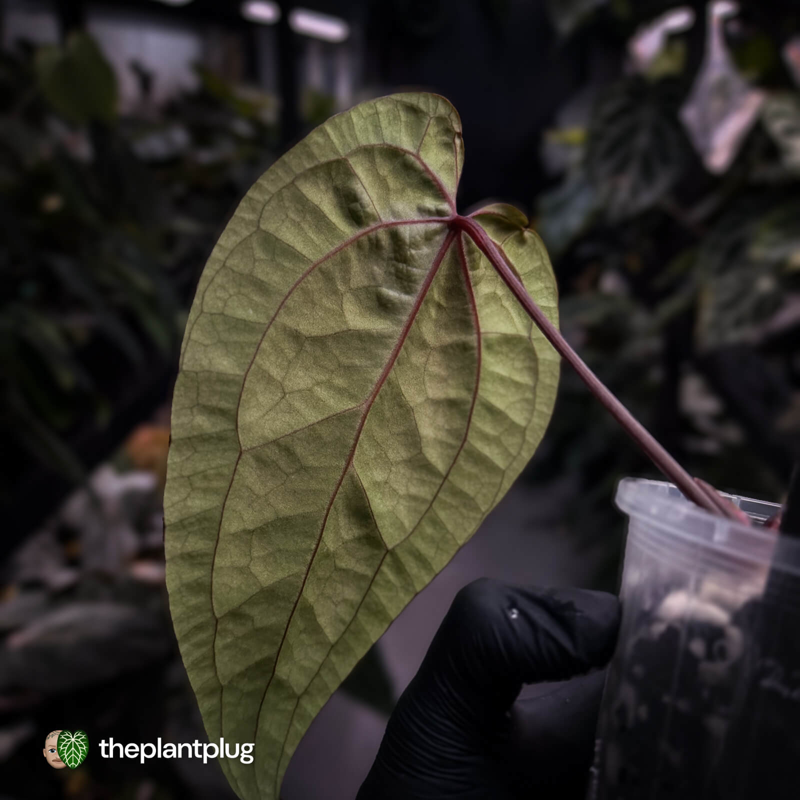 Anthurium 'Ace of Spades' x 'RVDP' • select – The Plant Plug