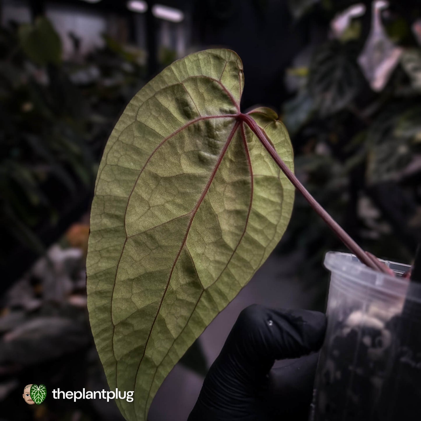 Anthurium 'Ace of Spades' x 'RVDP' • select