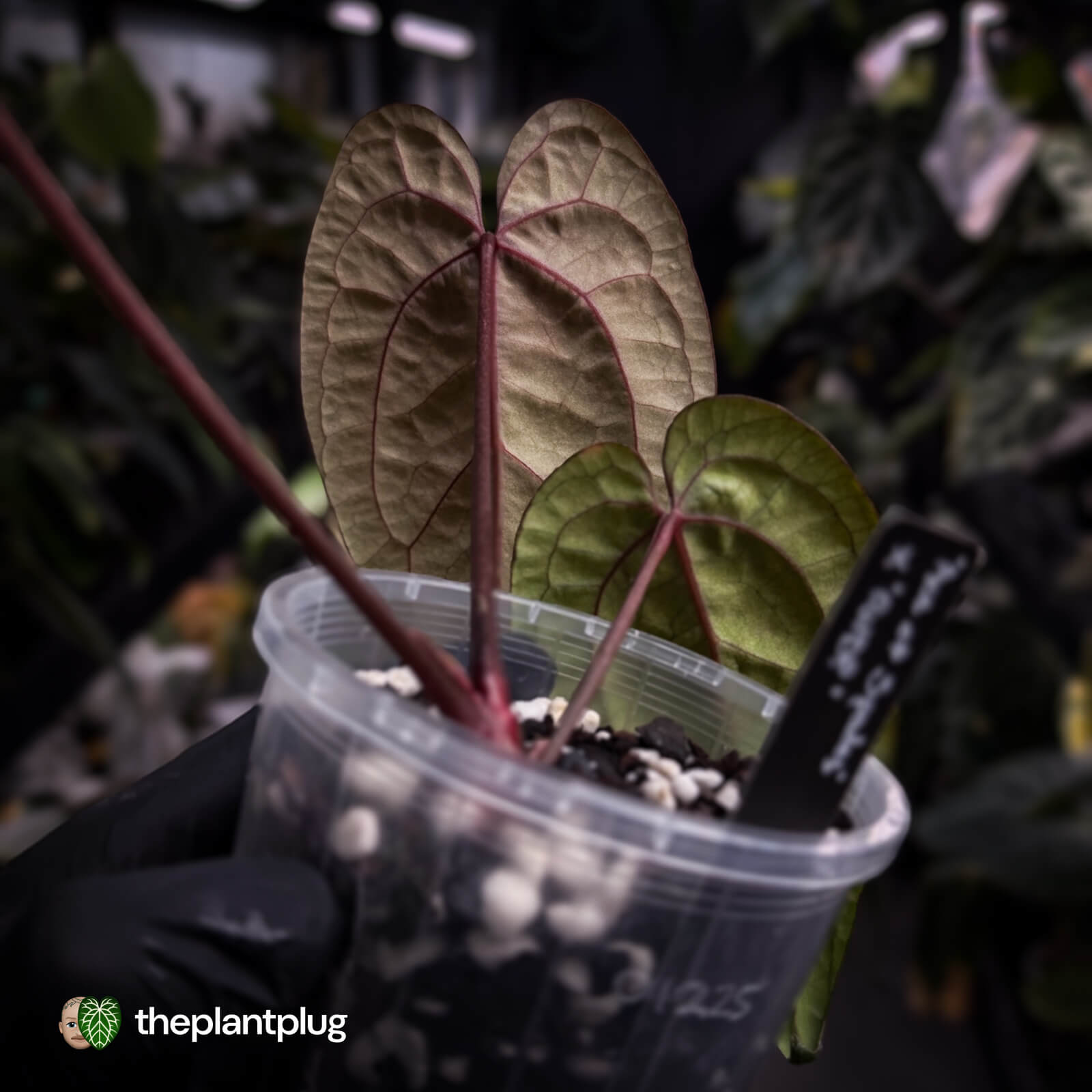 アンスリウム Ace of Spades × RVDP Anthurium 'Ace of Spades' x 'RVDP' • select – The Plant Plug