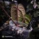 Anthurium 'Ace of Spades' x 'RVDP' • select