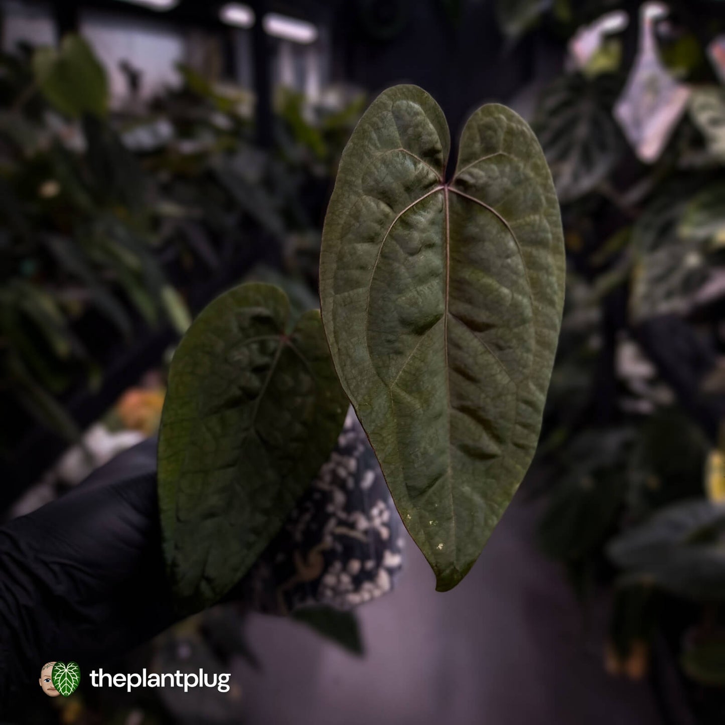 Anthurium 'Ace of Spades' x 'RVDP' • select