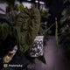 Anthurium 'Ace of Spades' x 'RVDP' • select