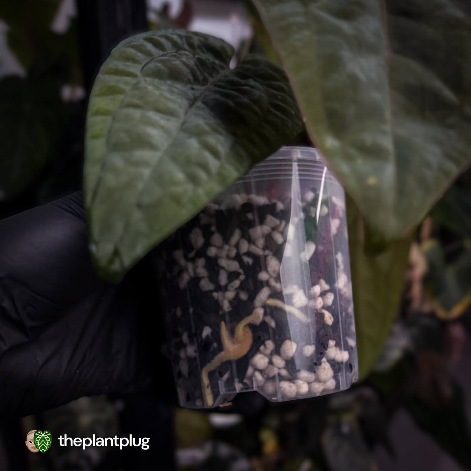 Anthurium 'Ace of Spades' x 'RVDP' • select