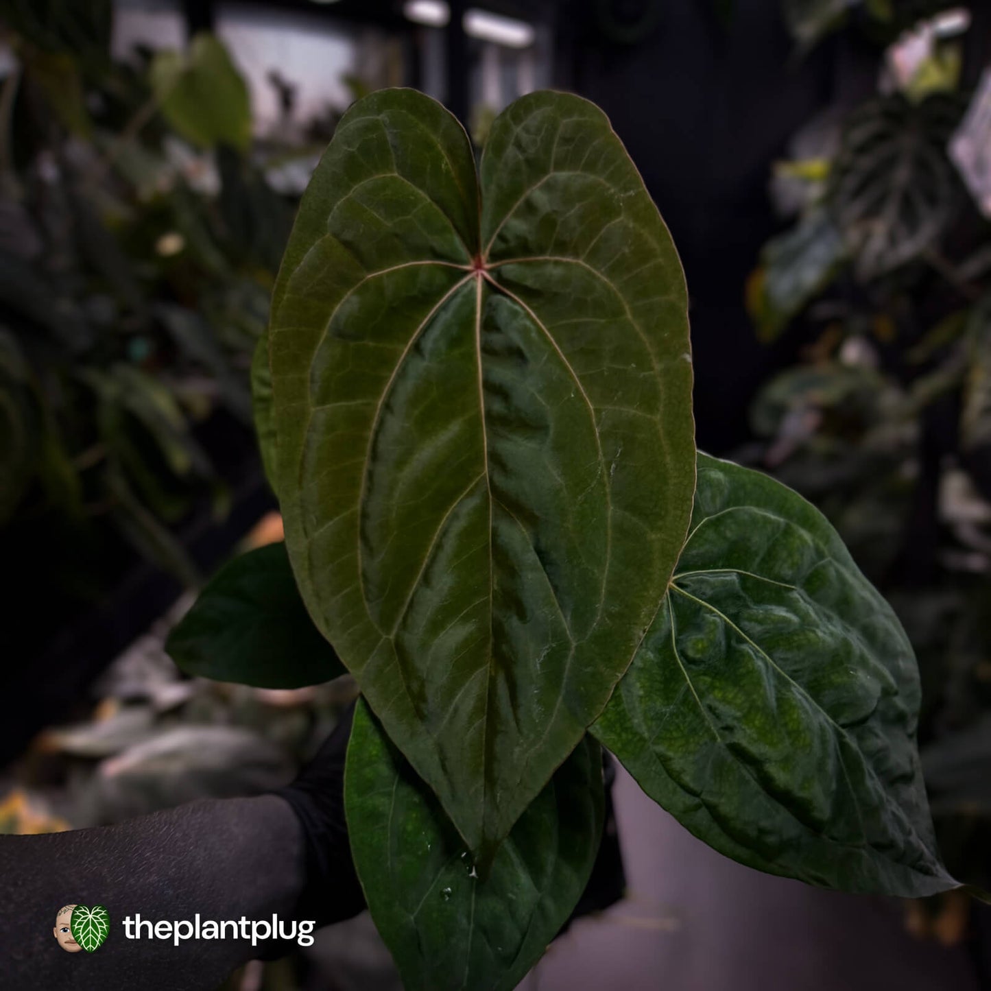 Anthurium 'Red Dark Phoenix' x ('Ace of Spades' x antolakii') • select holdback