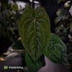 Anthurium 'Red Dark Phoenix' x ('Ace of Spades' x antolakii') • select holdback