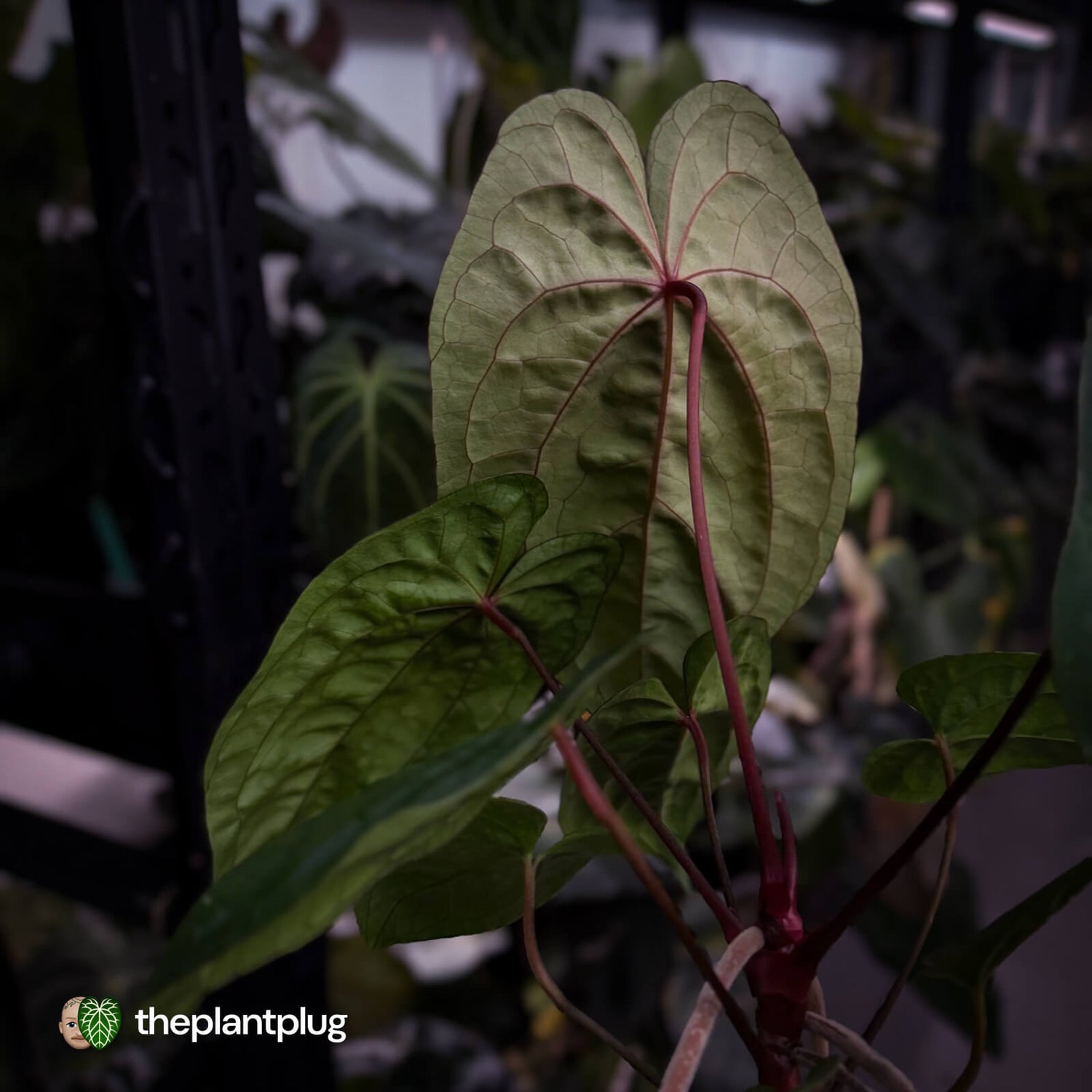 Anthurium 'Red Dark Phoenix' x ('Ace of Spades' x antolakii') • select holdback