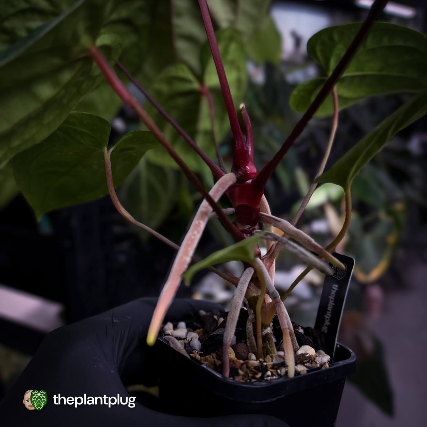 Anthurium 'Red Dark Phoenix' x ('Ace of Spades' x antolakii') • select holdback