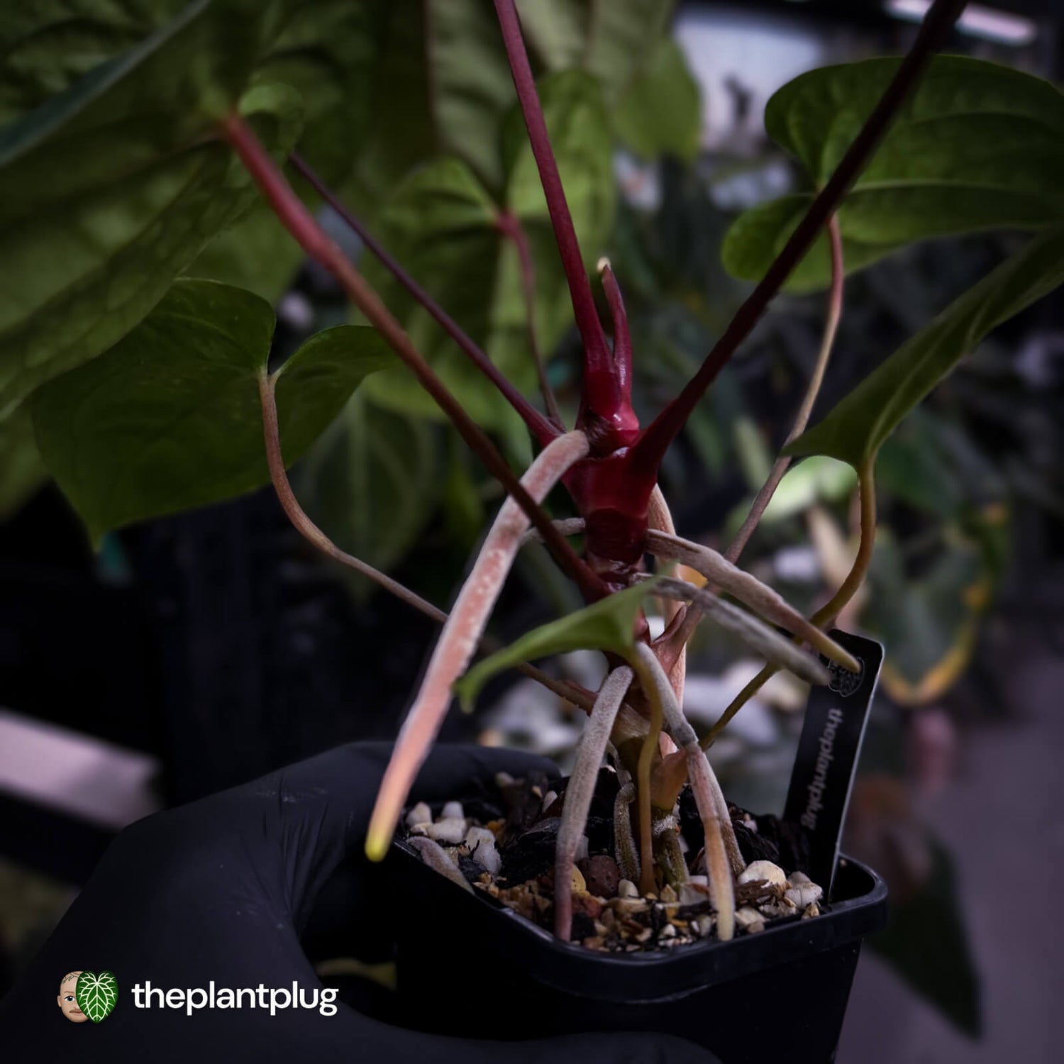 Anthurium 'Red Dark Phoenix' x ('Ace of Spades' x antolakii') • select holdback