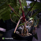 Anthurium 'Red Dark Phoenix' x ('Ace of Spades' x antolakii') • select holdback