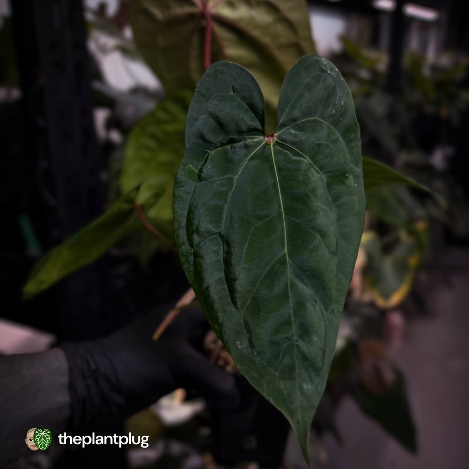 Anthurium 'Red Dark Phoenix' x ('Ace of Spades' x antolakii') • select holdback