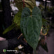 Anthurium 'Red Dark Phoenix' x ('Ace of Spades' x antolakii') • select holdback