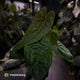 Anthurium 'Red Dark Phoenix' x ('Ace of Spades' x antolakii') • select holdback